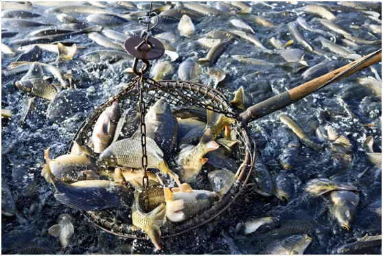 Alimentación extruida frente a alimentación de gránulos, el proceso determina la dominancia (图3) Alimentación extruida frente a alimentación de gránulos, el proceso determina la dominancia (图3)